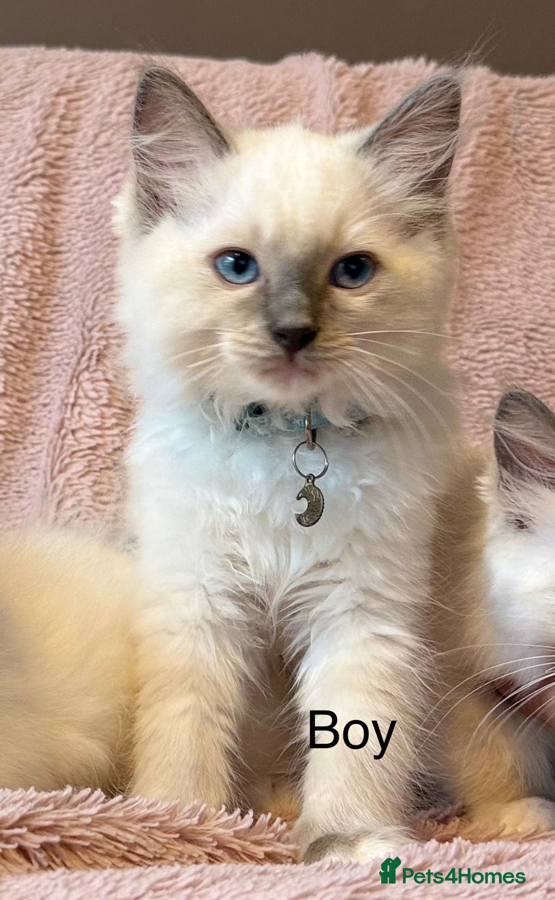 Ragdoll cats for sale: Beautiful Ragdoll cats  - Image 8
