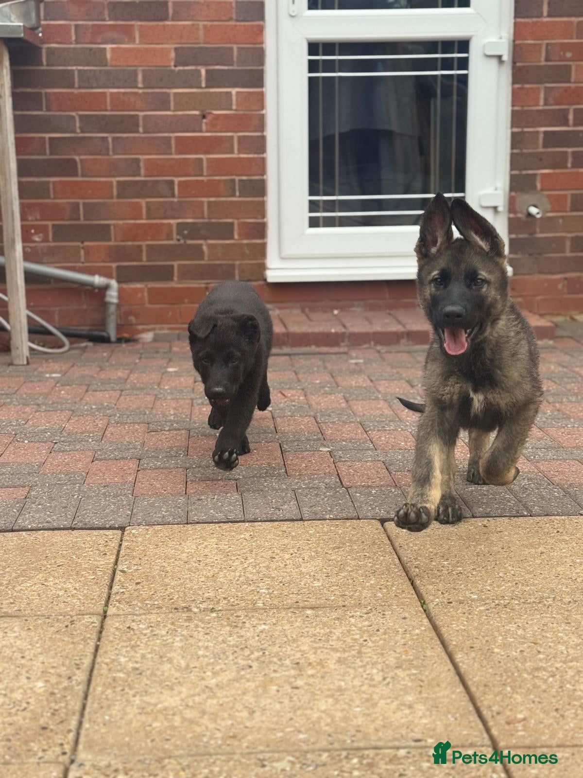 German Shepherd dogs TOP BLOODLINE CZECH GERMAN SHEPHERD PUPS!  - Advert 6