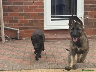 German Shepherd dogs TOP BLOODLINE CZECH GERMAN SHEPHERD PUPS! - Advert 6