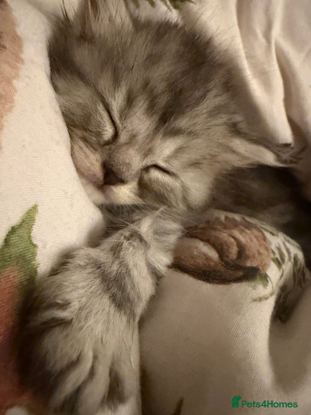 British Shorthair cats for sale: 5 British Chinchilla Shorthair Mix Kittens - Image 5