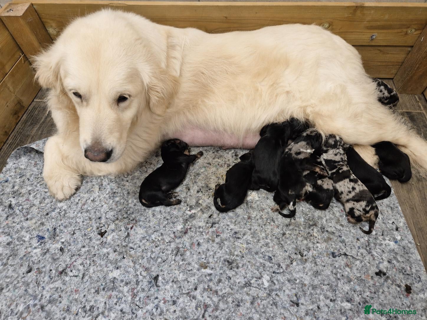 Mixed Breed dogs Dakota Sport Retrievers - Advert 3