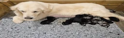 Mixed Breed dogs for sale: Dakota Sport Retrievers - Advert 1