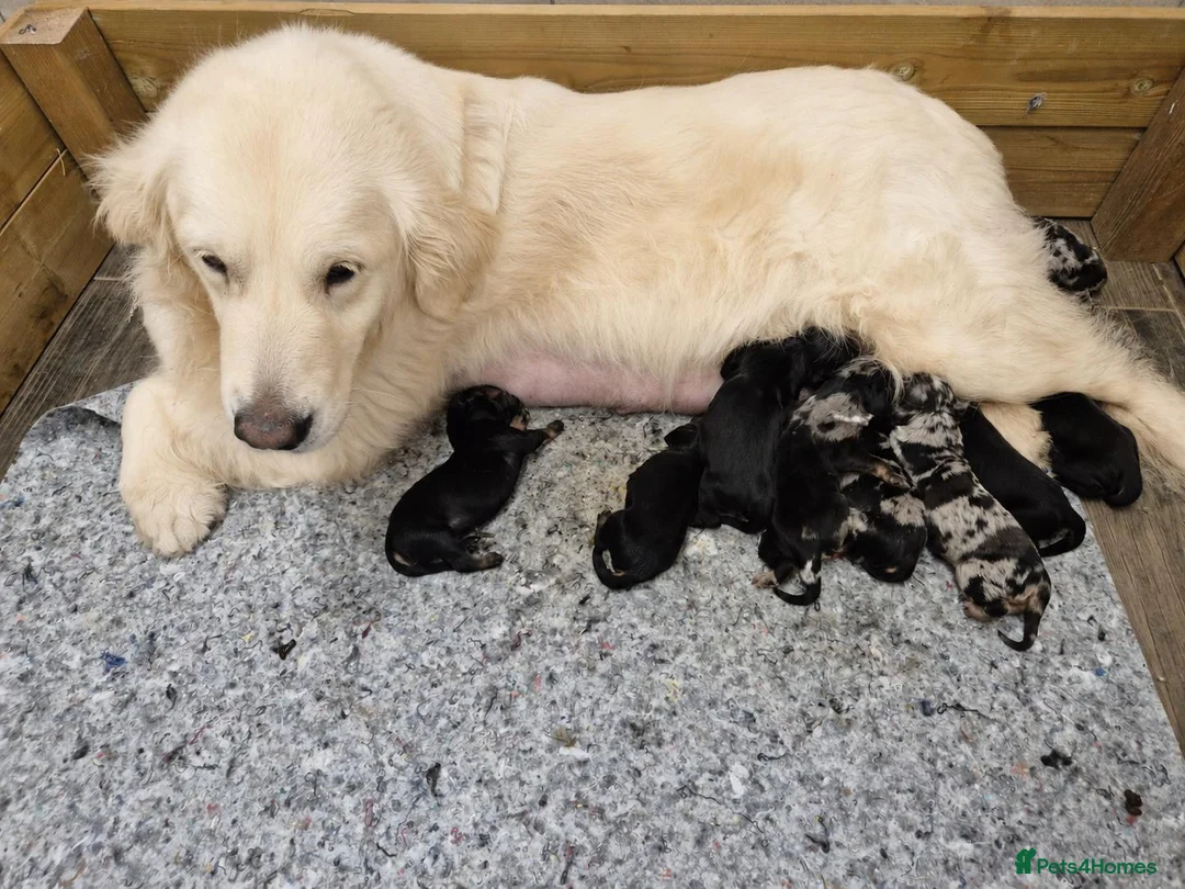 Mixed Breed dogs for sale: Dakota Sport Retrievers - Advert 1