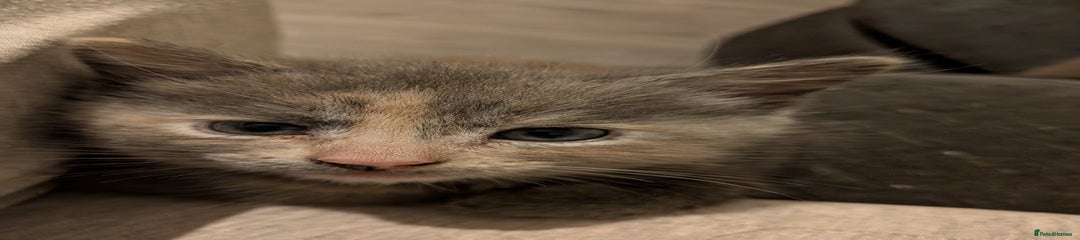 Mixed Breed Kitten 2