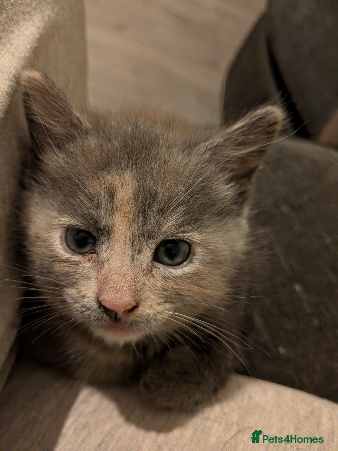 Mixed Breed cats for sale: Half russian blue - Image 6