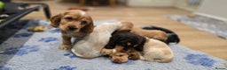 Cocker Spaniel dogs for sale: KC Health tested Golden Show Cocker Spaniel Boy - Advert 4