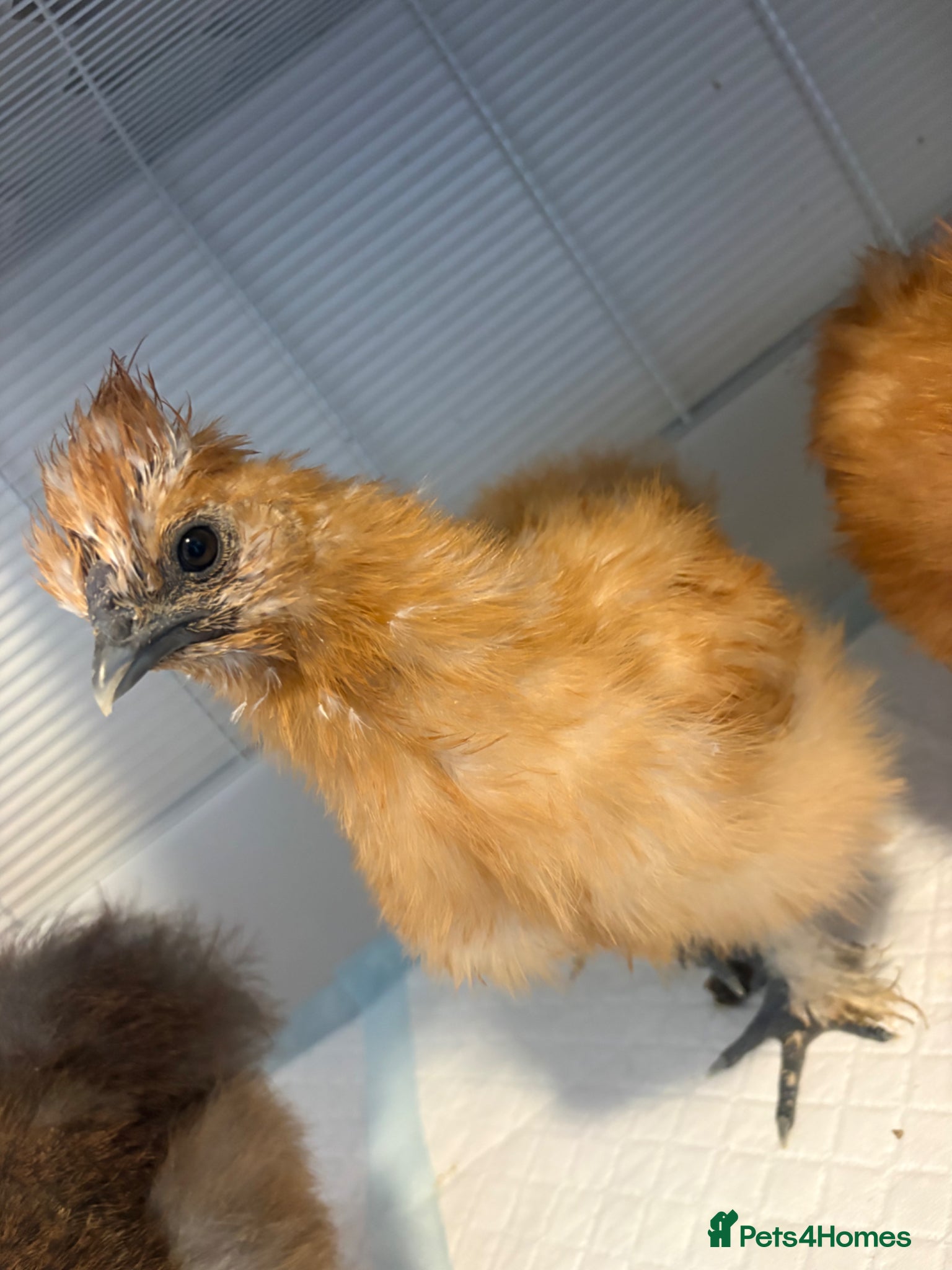 Chickens poultry 7 week old silkie roosters - Advert 1