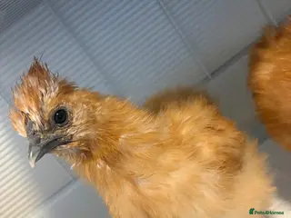 Chickens poultry 7 week old silkie roosters - Advert 1