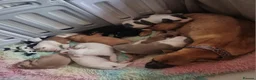 Mixed Breed dogs for sale: 🐾 Beautiful Puppies Available to Reserve 🐾 - Advert 1