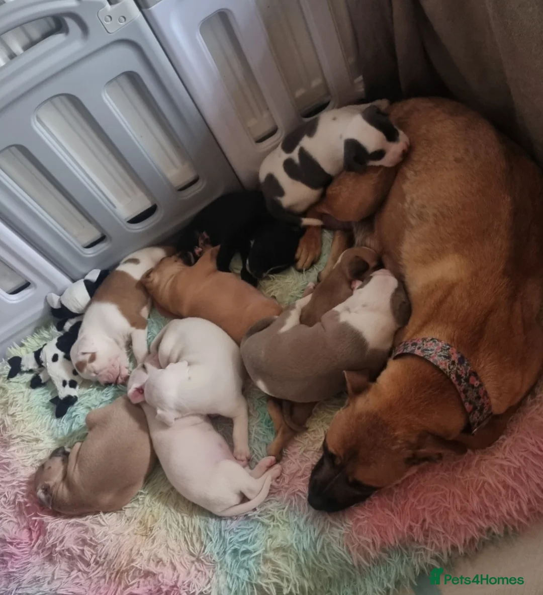 Mixed Breed dogs for sale: 🐾 Beautiful Puppies Available to Reserve 🐾 - Advert 1