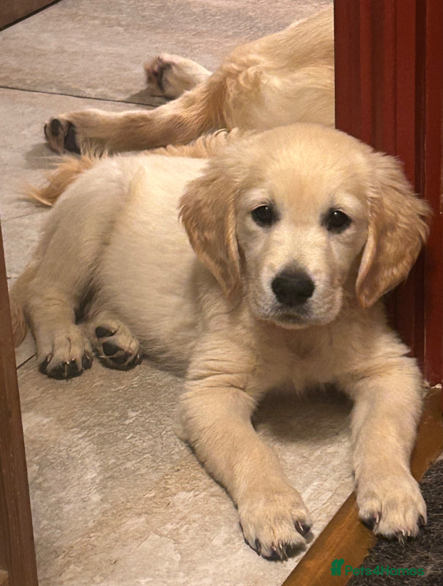 Golden Retriever dogs KC Golden retriever puppies ready now..  - Advert 1