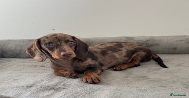 Dachshund dogs - Advert 8