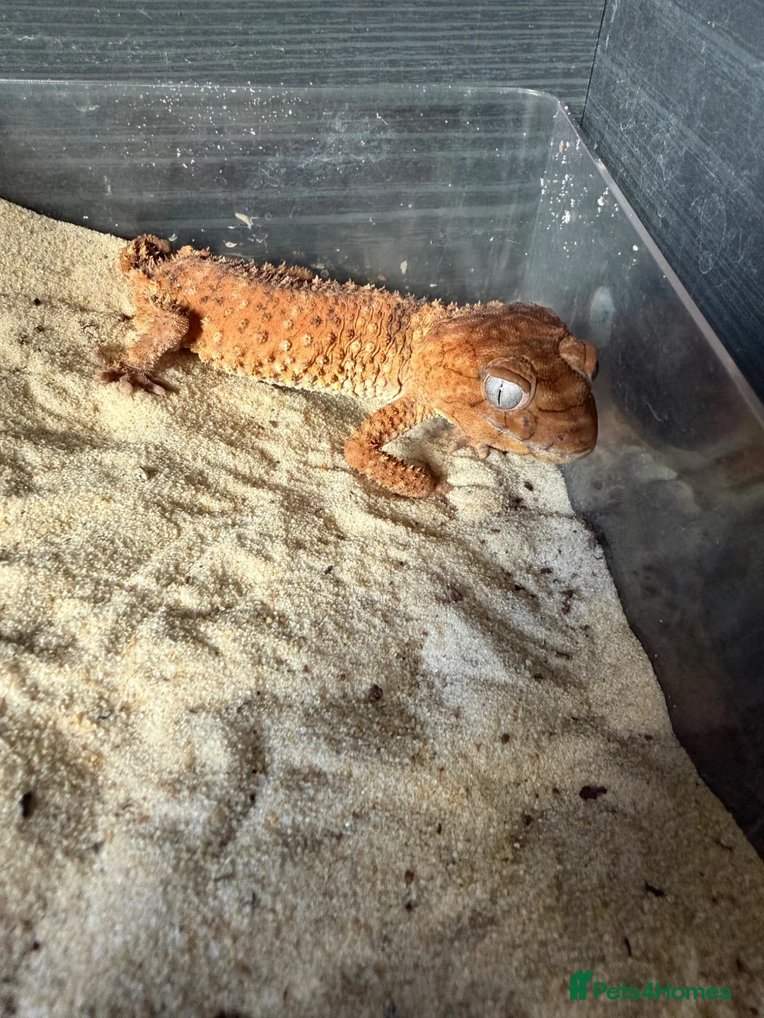 Gecko reptiles for sale: Nephrurus Amyae Knob Tail Gecko - Advert 1