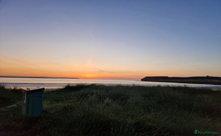 Netherland Dwarf rabbits - Advert 2