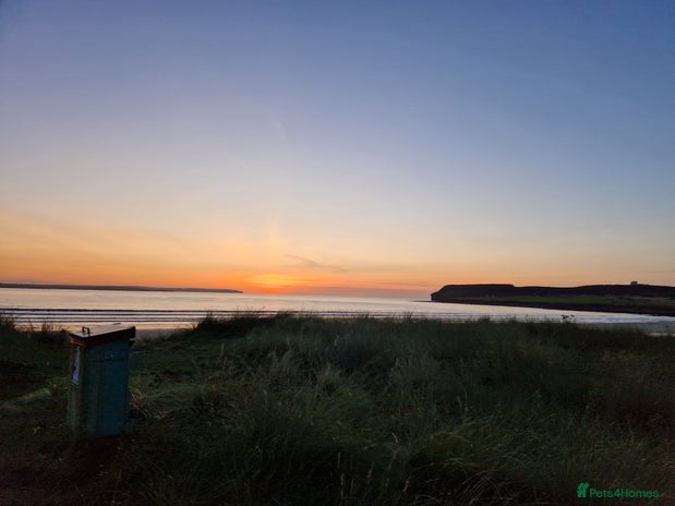 Netherland Dwarf rabbits - Advert 2