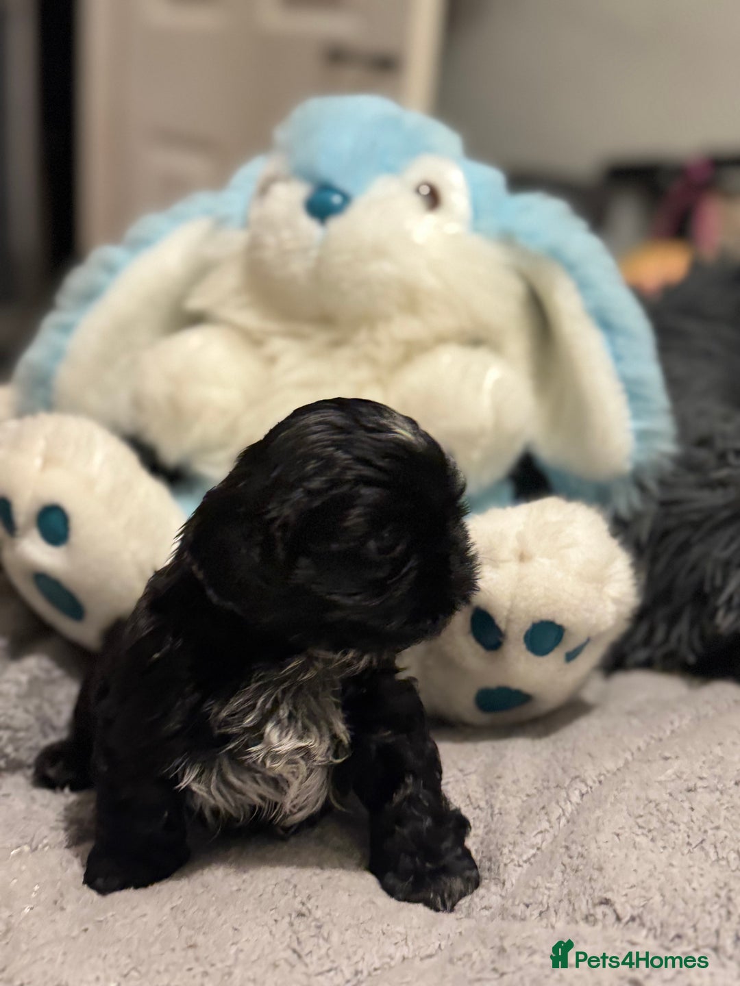 Shih Tzu dogs for sale: Shih Tzu  - Advert 6