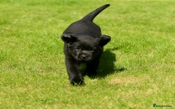 Labrador Retriever dogs for sale: Stunning litter of 6 Labrador Puppies  - Image 12