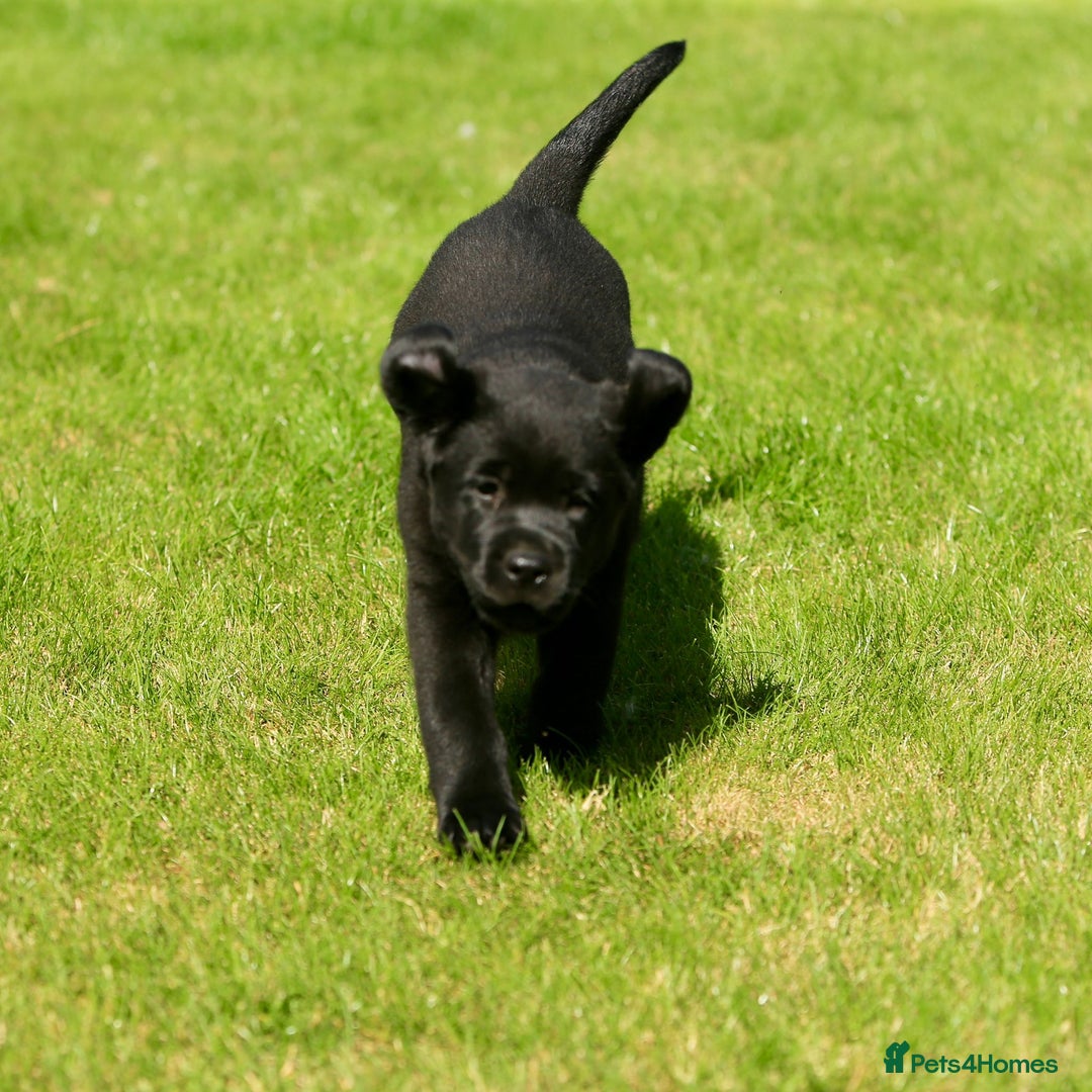 Labrador Retriever dogs for sale: Stunning litter of 6 Labrador Puppies  - Image 12