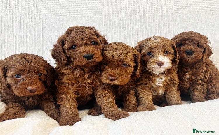 Cavapoo dogs - Advert 2