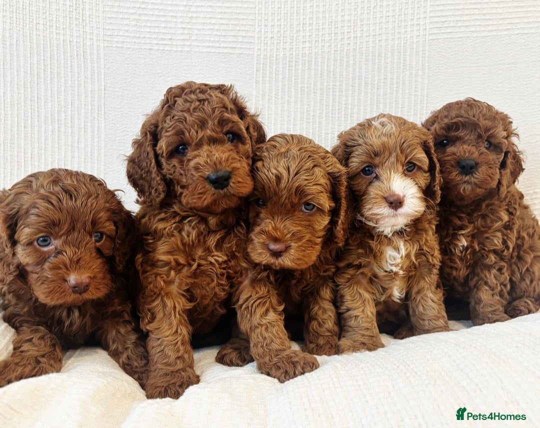 Cavapoo dogs for sale: 🐶 Adorable deep red Cavapoo Puppies  - Image 1