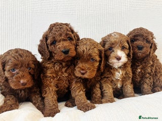 Cavapoo dogs - Advert 5