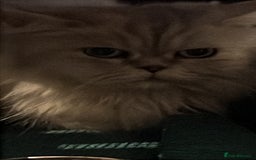 Scottish Fold cats for sale: Scottish Straight  - Image 5