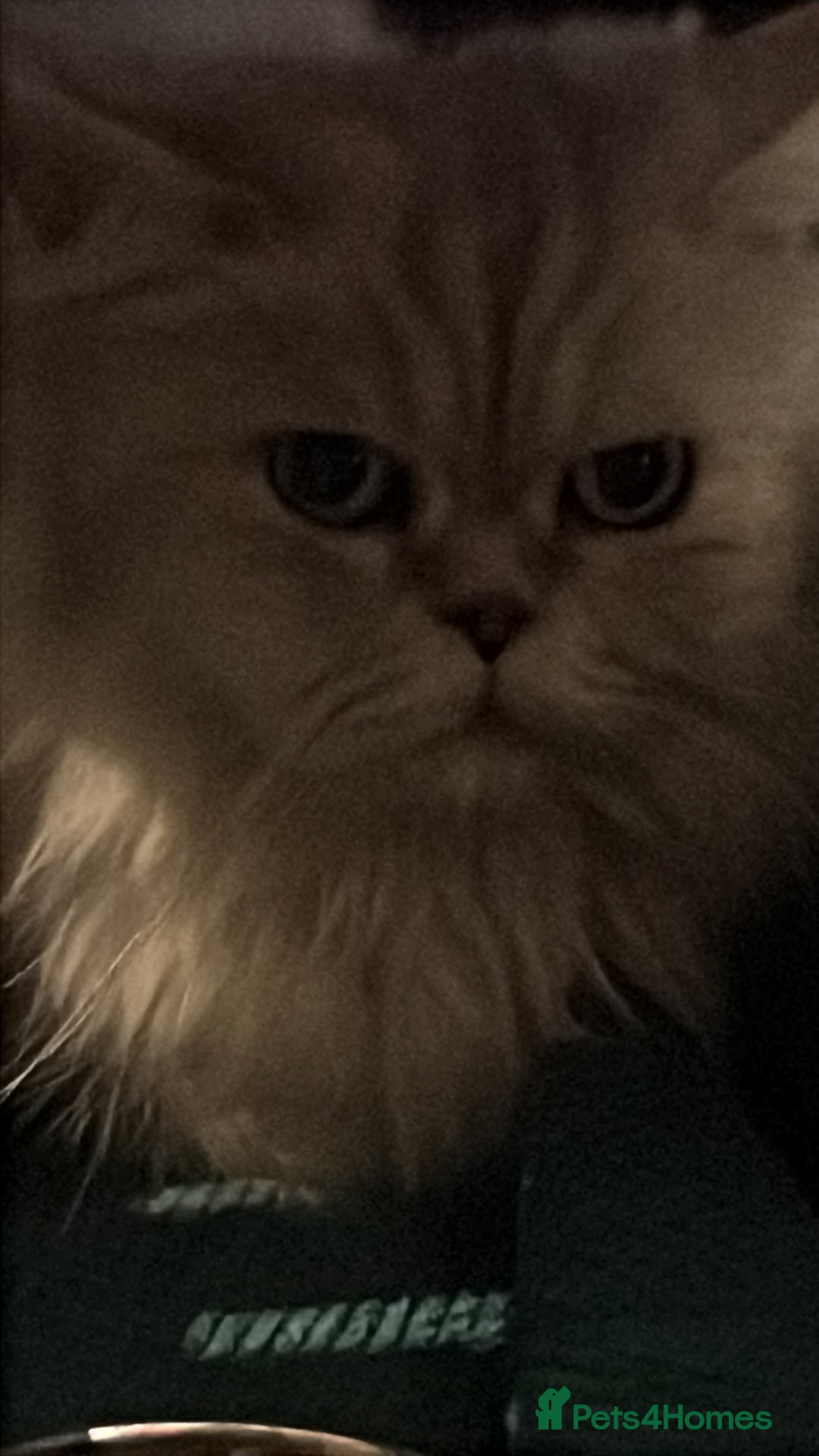 Scottish Fold cats for sale: Scottish Straight  - Image 5