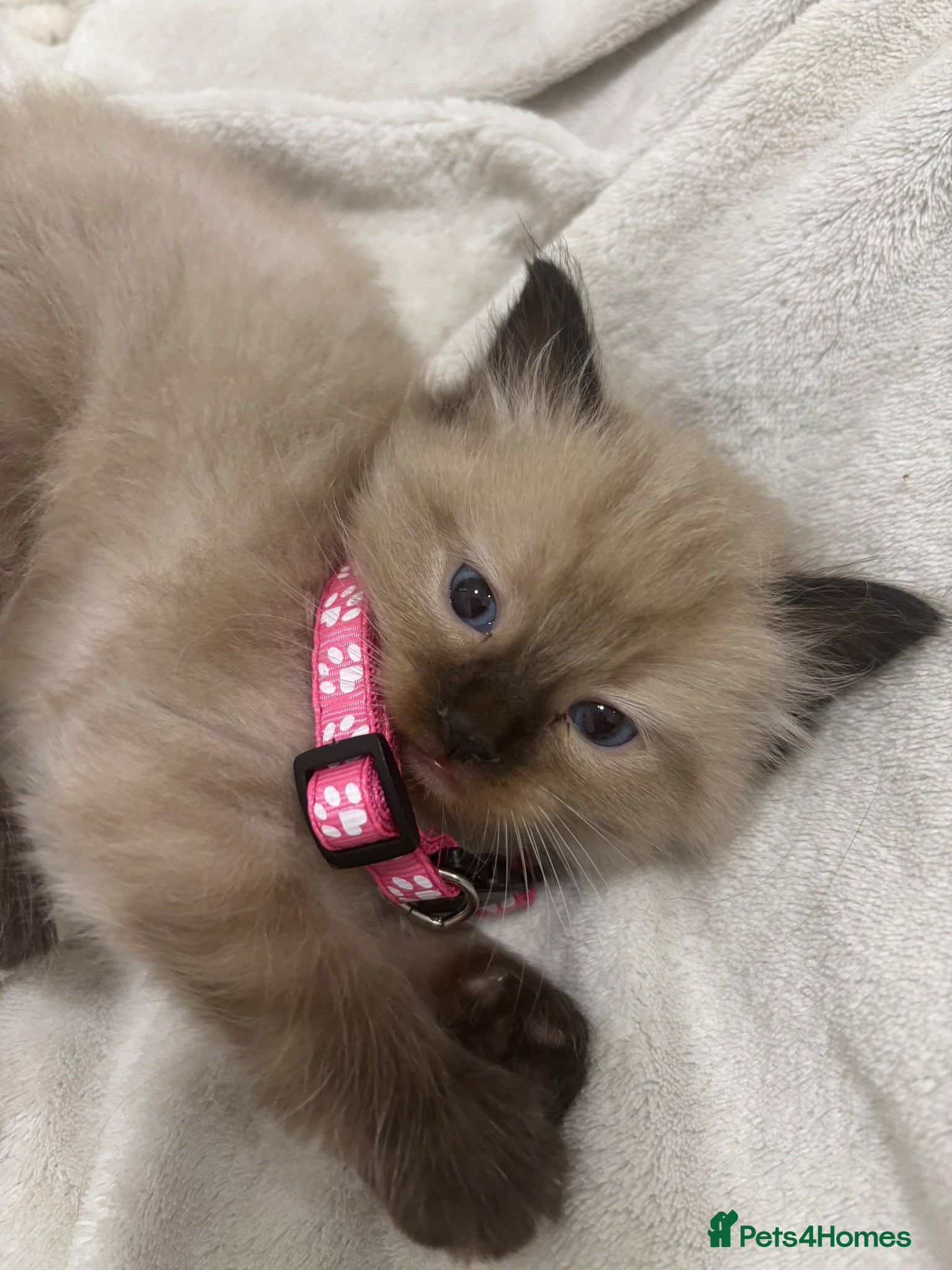 Ragdoll cats Beautiful GCCF Fluffy Ragdoll Kittens - Advert 10