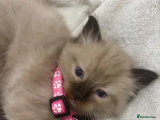 Ragdoll cats Beautiful GCCF Fluffy Ragdoll Kittens - Advert 10