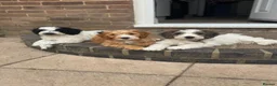 Cockapoo dogs for sale: 2 beautiful F1 cockapoo puppies  - Advert 1