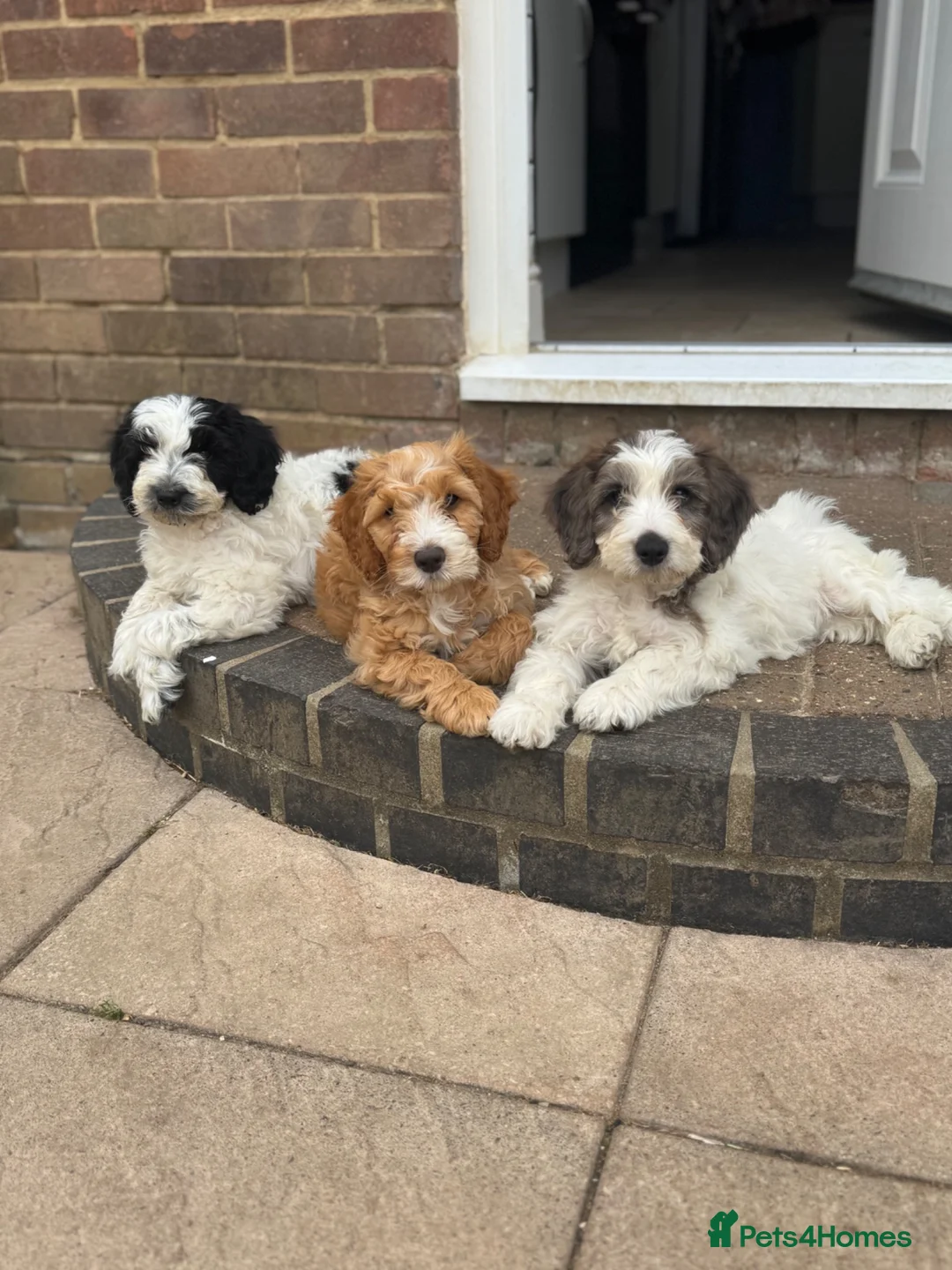 Cockapoo dogs for sale: 2 beautiful F1 cockapoo puppies  - Advert 1