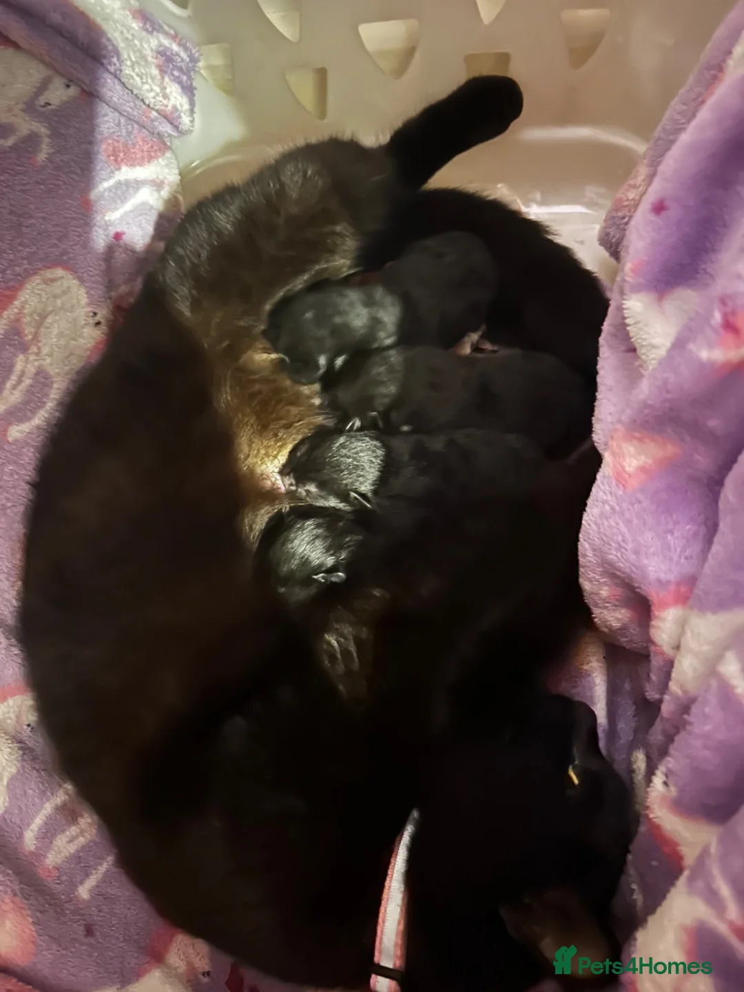 British Shorthair cats for sale: 3 Male Black / Black White Kittens in Brighton - Advert 1