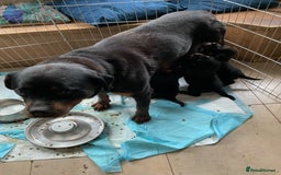Rottweiler dogs for sale: Gorgeous KC Registered Rottweiler Puppies  - Image 2