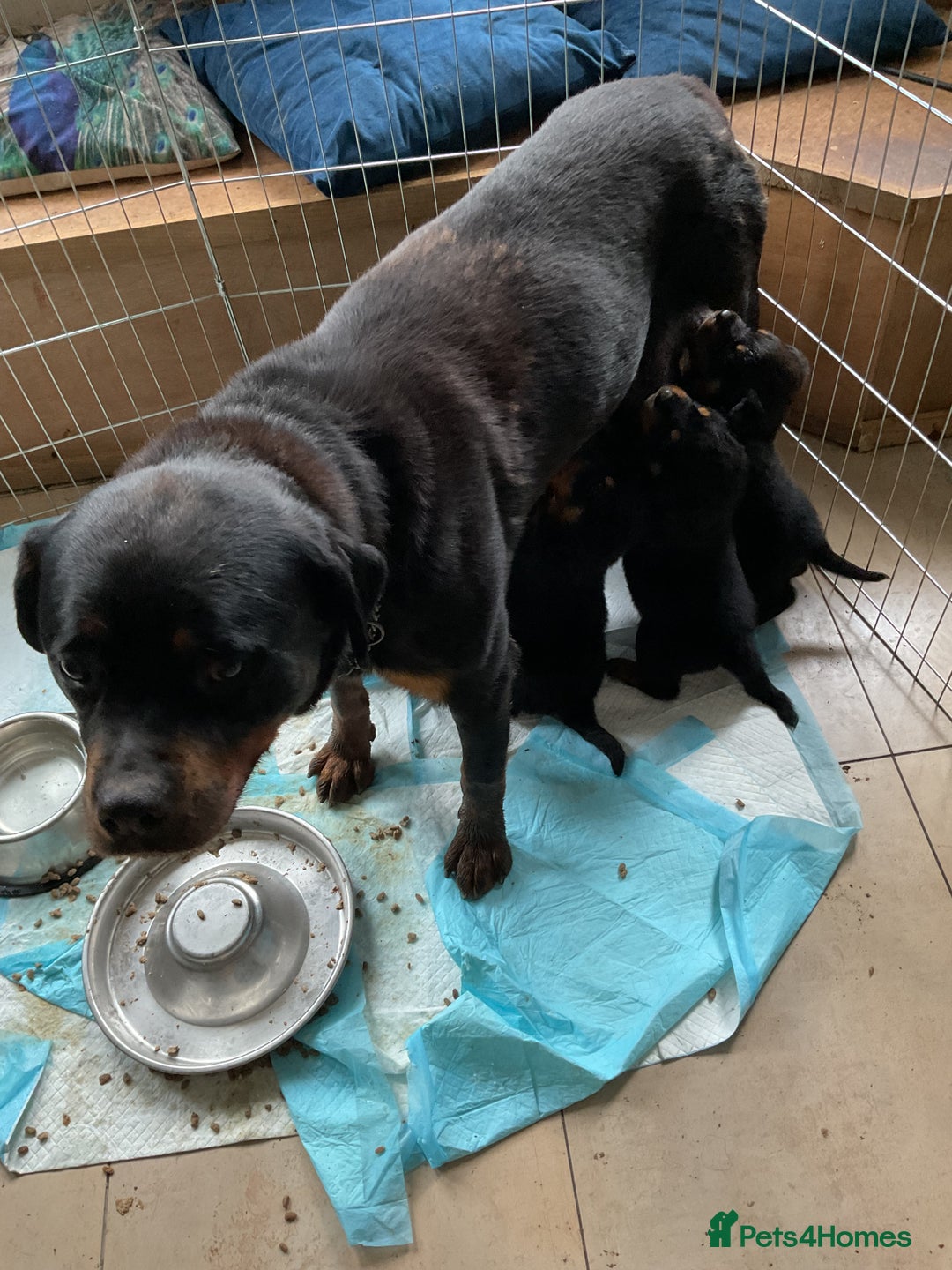 Rottweiler dogs for sale: Gorgeous KC Registered Rottweiler Puppies  - Image 2