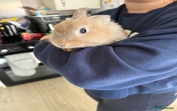 Mixed Breed rabbits for sale: One male rabbit  - Image 6