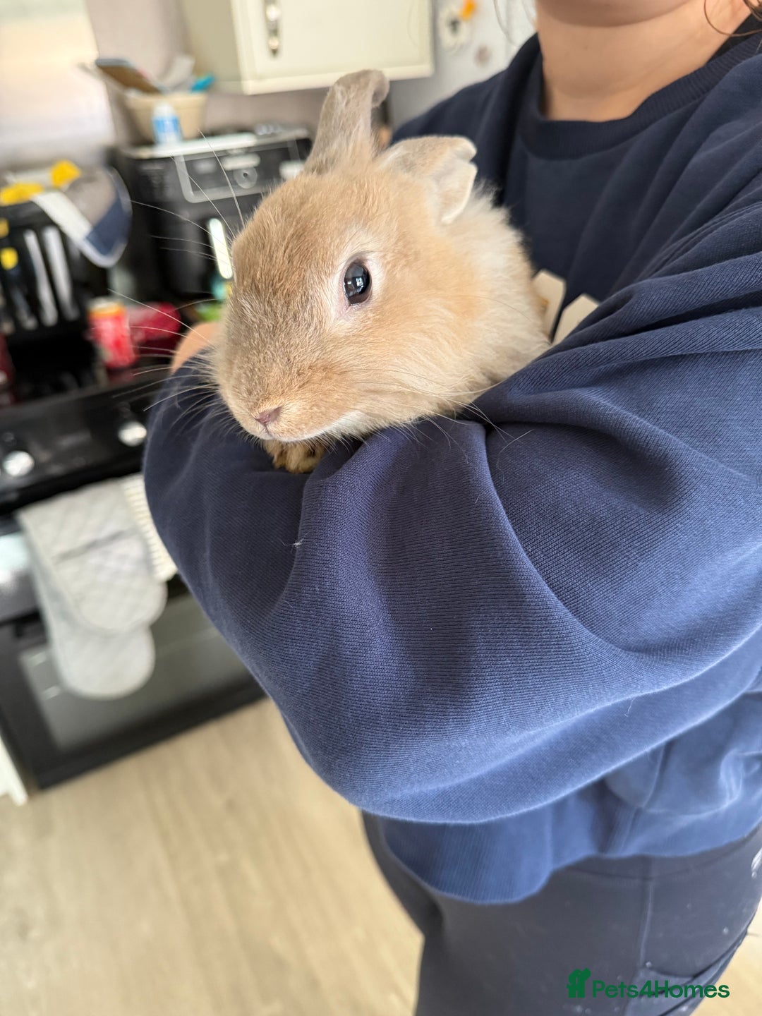 Mixed Breed rabbits for sale: One male rabbit  - Image 6
