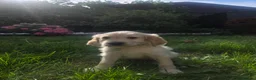 Mixed Breed dogs for sale: Golden retriever x cockapoo boy puppy - Advert 12