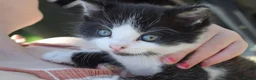 Mixed Breed cats for sale: 3 of the fluffiest, friendliest kittens for sale! - Advert 3