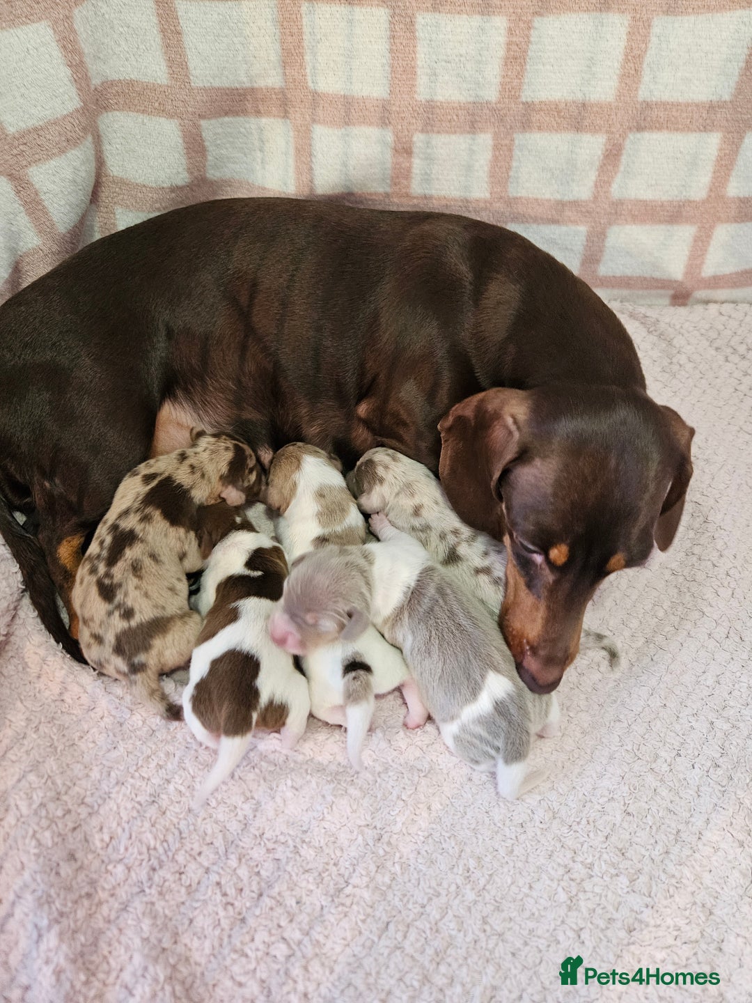 Miniature Dachshund dogs for sale: Stunning KC miniaturedachshunds KC - Advert 10