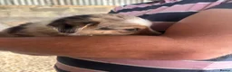 Border Collie dogs for sale: Collie puppies - merles  - Advert 6