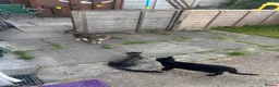 Mixed Breed cats for sale: 2 F & 2M mixed tabby kittens ready from September  in Bournemouth - Advert 3