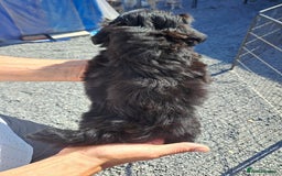 Lhasapoo dogs for sale: Lhaspoo Puppies  - Image 5