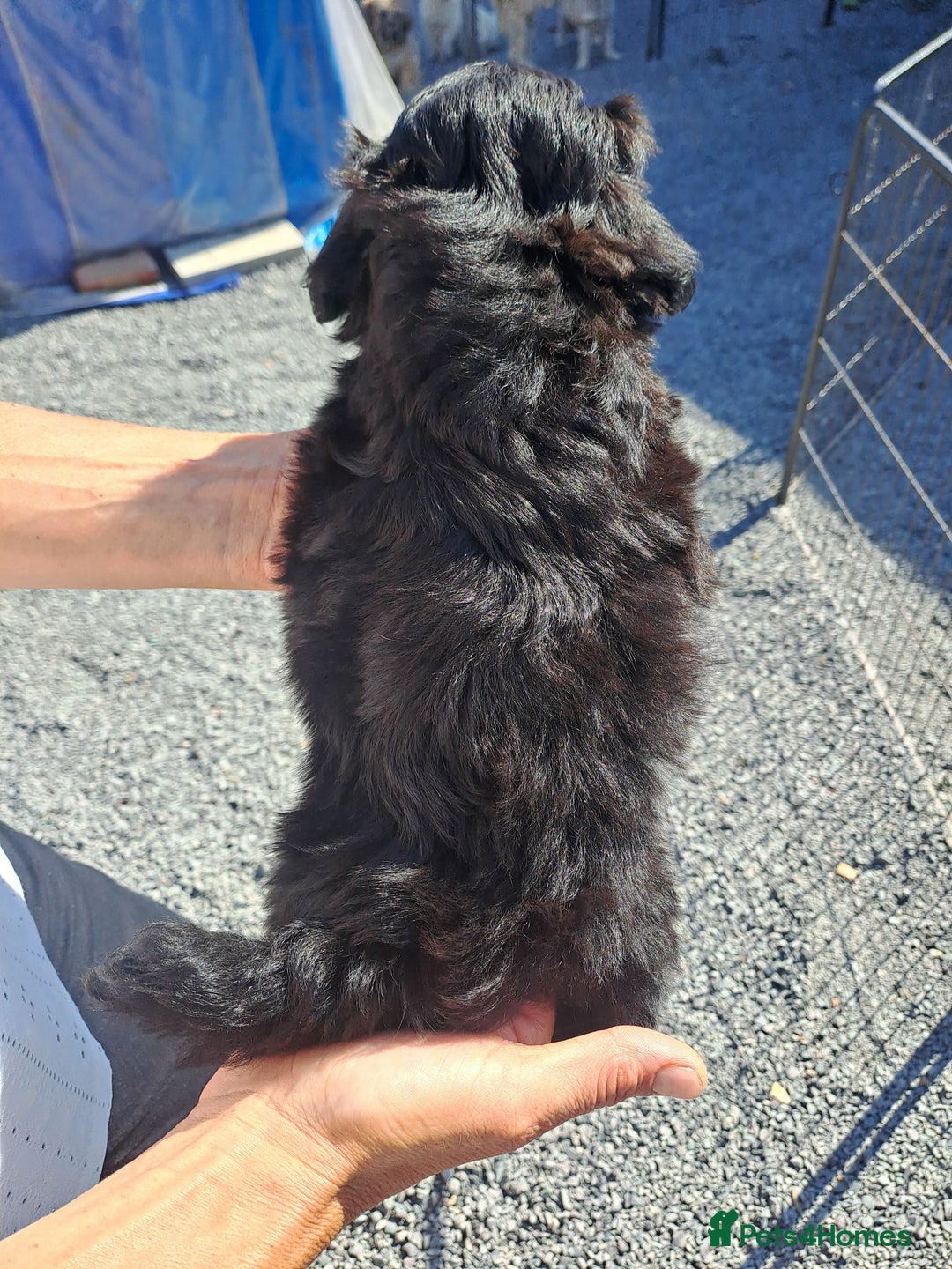 Lhasapoo dogs for sale: Lhaspoo Puppies  - Image 5