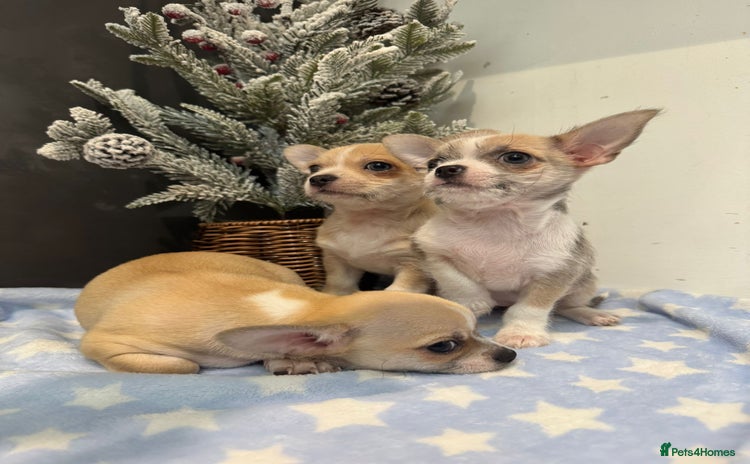 Chihuahua dogs Chihuahua  - Advert 9