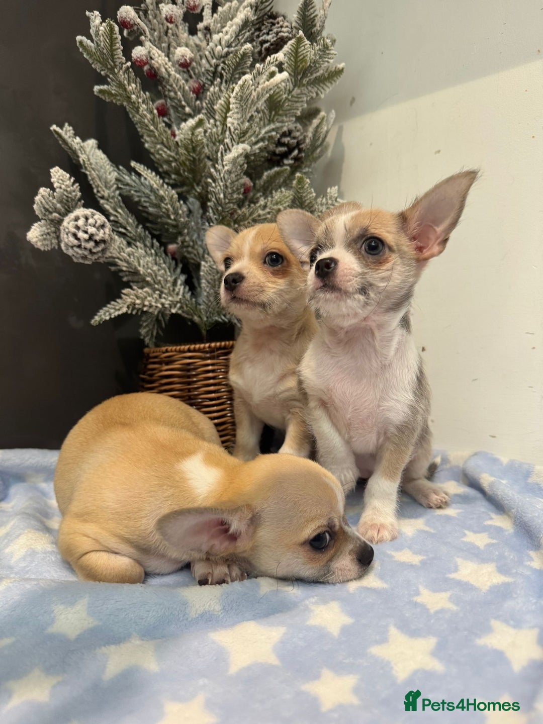 Chihuahua dogs for sale: Chihuahua  - Advert 1