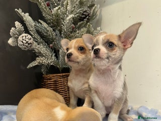 Chihuahua dogs Chihuahua - Advert 6