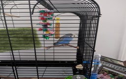 Budgerigars birds for sale: Atashi  - Image 2