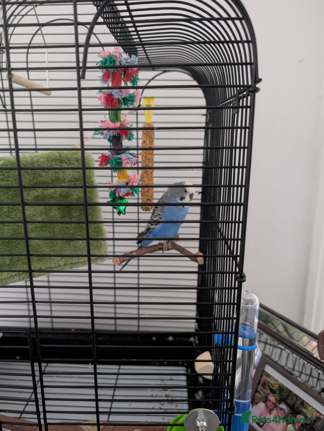 Budgerigars birds for sale: Atashi  - Image 2