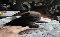 Pomeranian dogs for sale: TINY miracle KC Pomeranian 907grams at 16 weeks - Image 16
