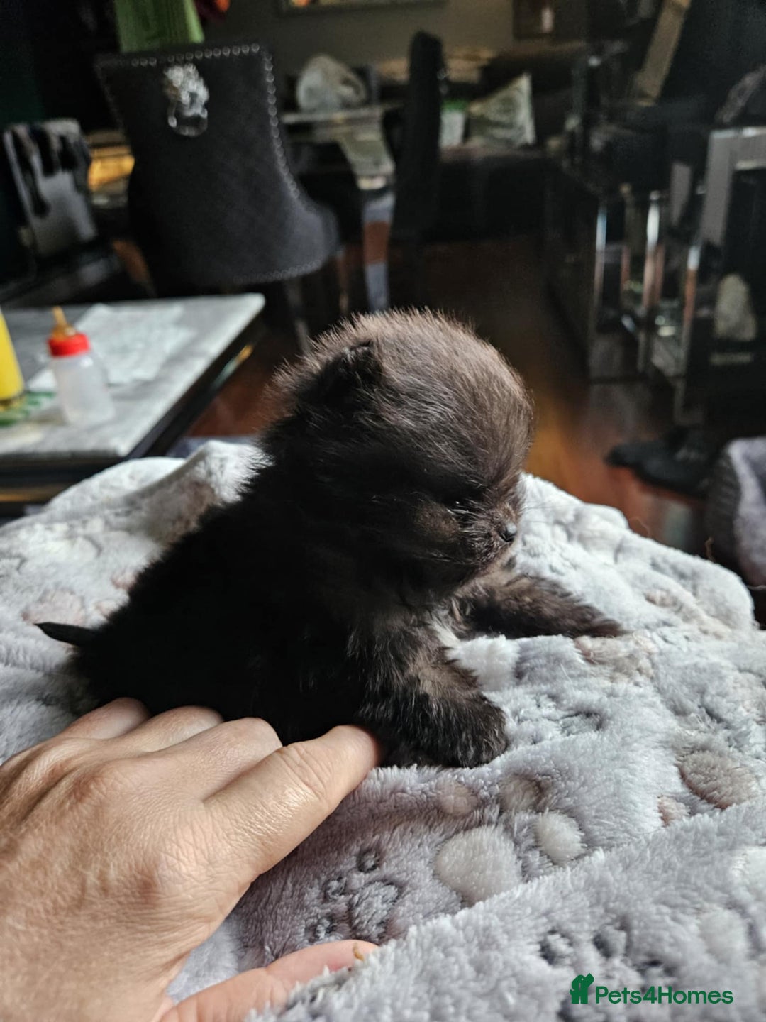 Pomeranian dogs for sale: TINY miracle KC Pomeranian 907grams at 16 weeks - Image 16